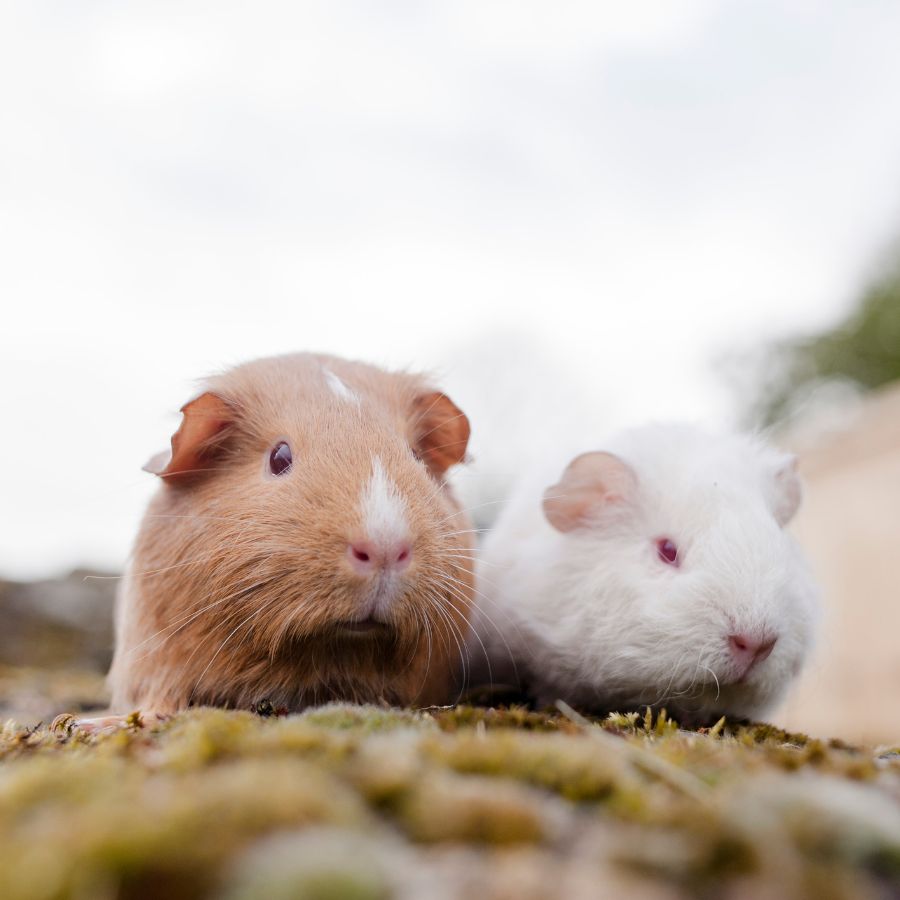 Guinea pig adoption clearance pets at home